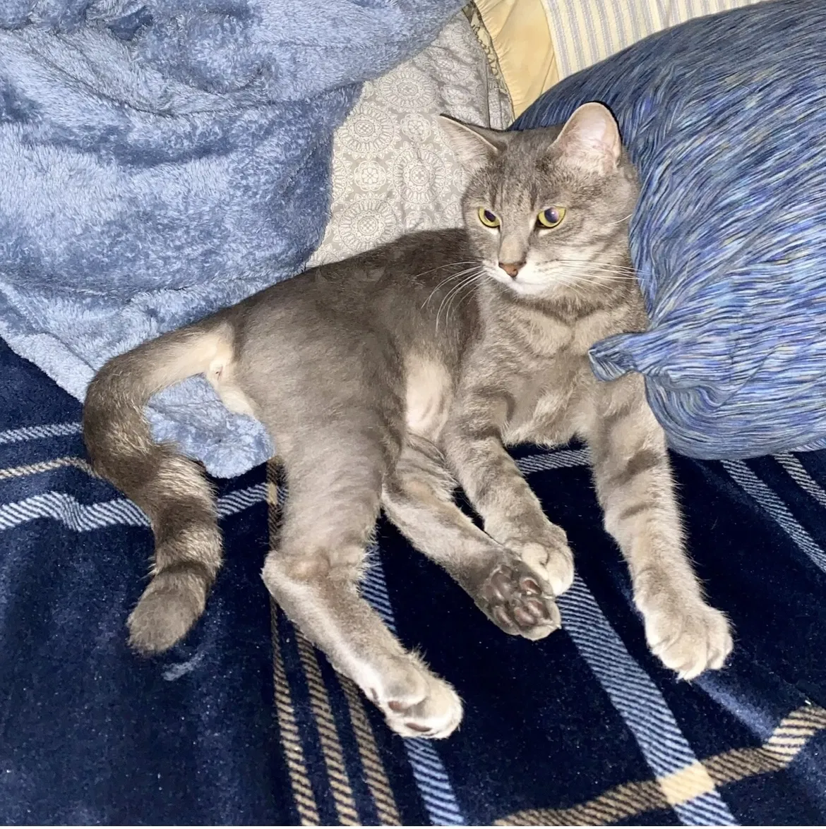 Lost cat in Eugene, OR, 97401
