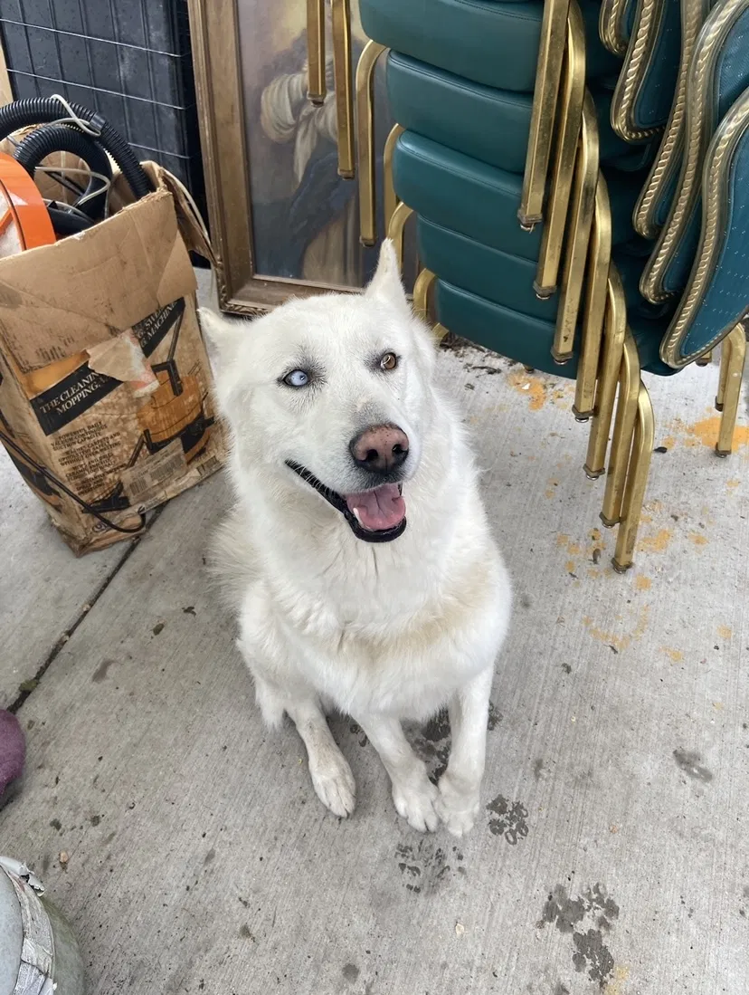 Lost dog in Chicago, IL, 60623