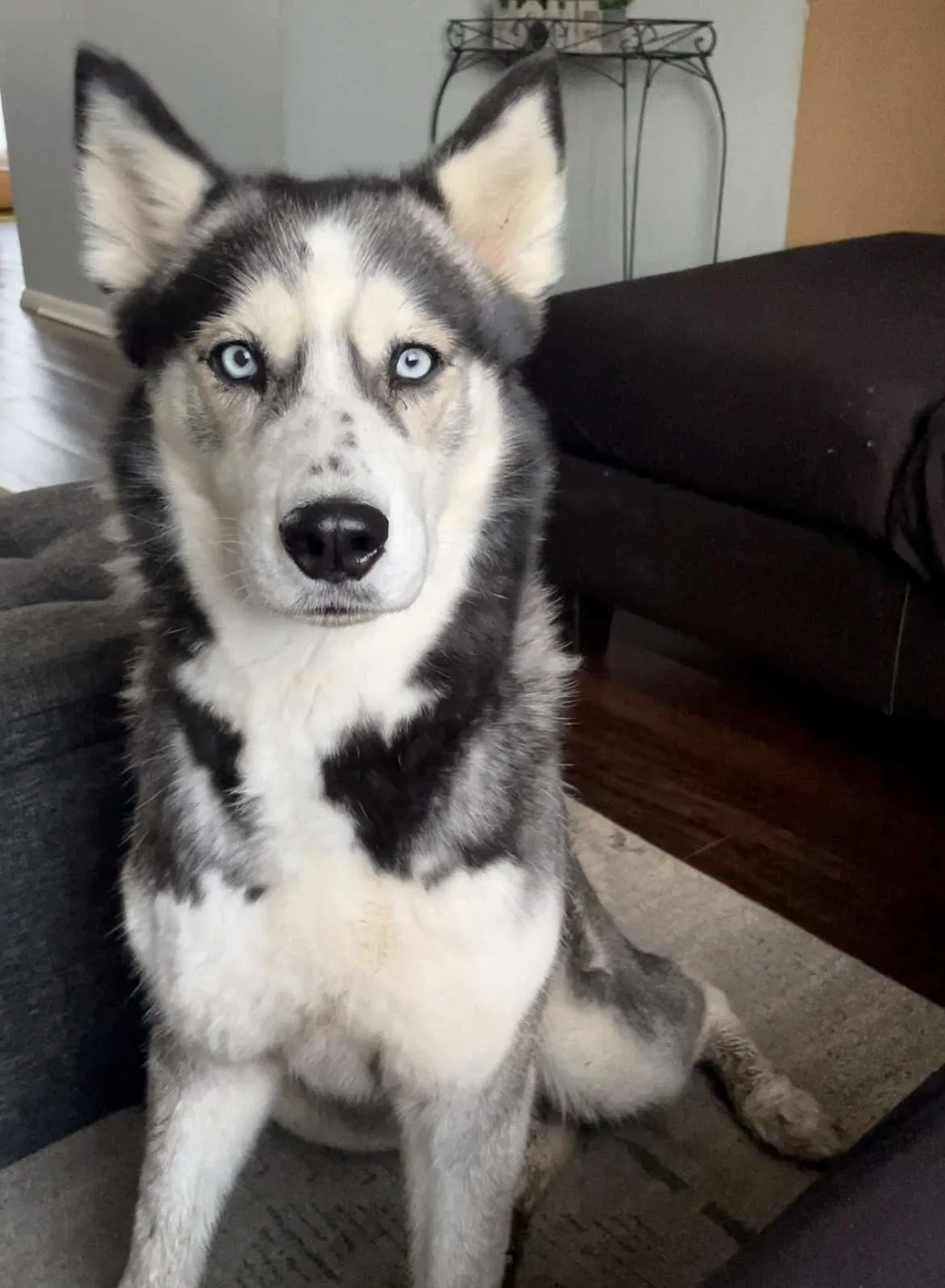Lost dog in Indianapolis, IN, 46219