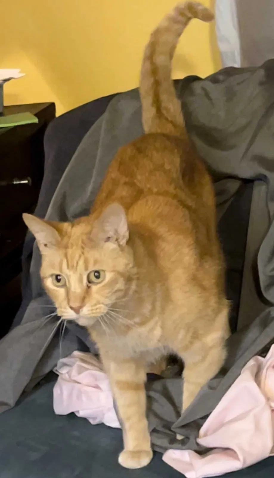 Lost cat in Los Angeles, CA, 90066