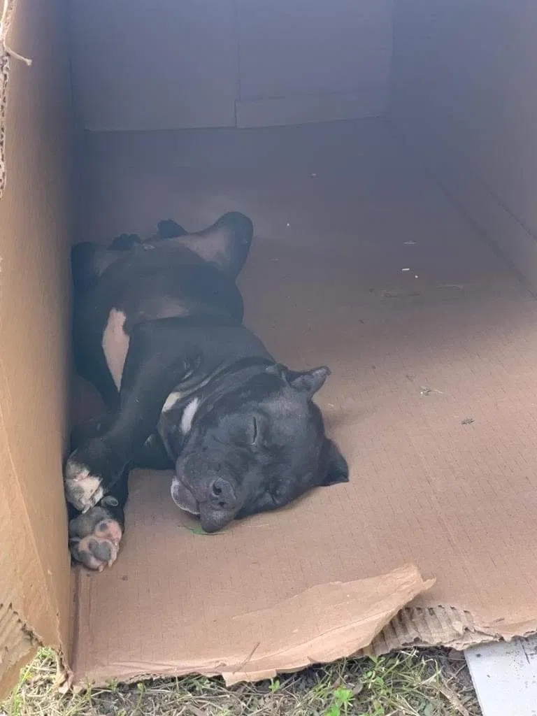 Lost dog in Brownsville, TX, 78526