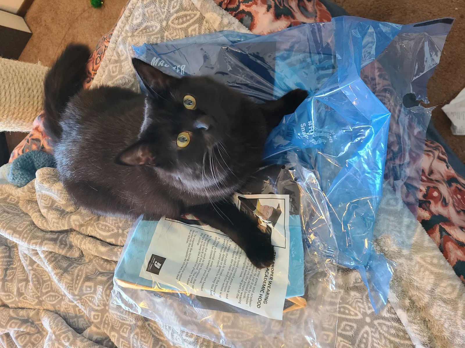 Lost cat in Tacoma, WA, 98407