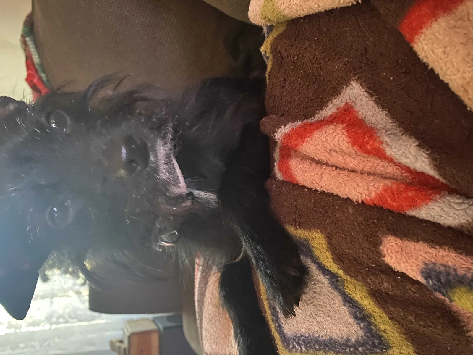 Lost dog in Maurice, LA, 70555