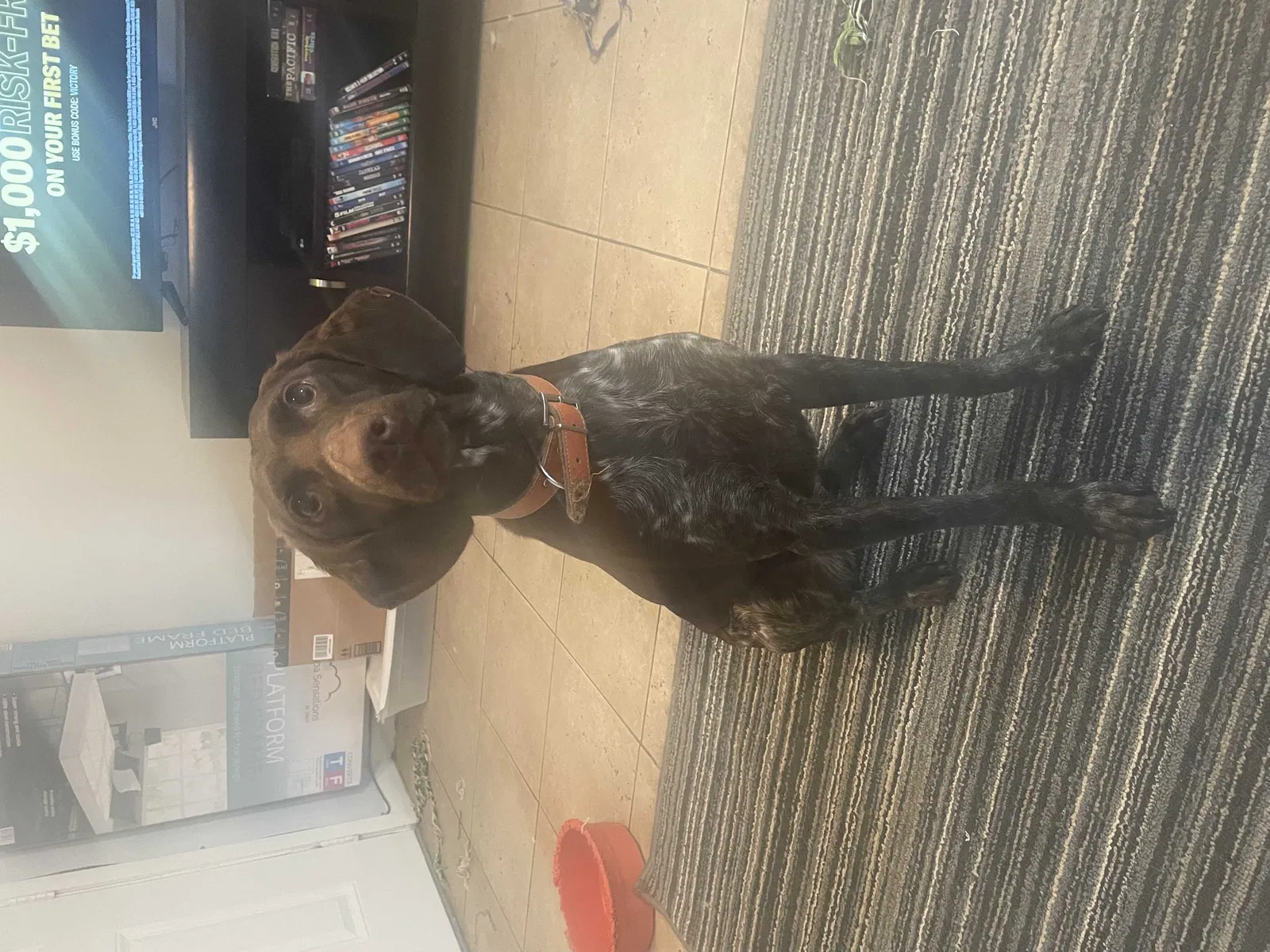 Lost dog in Lafayette, LA, 70508