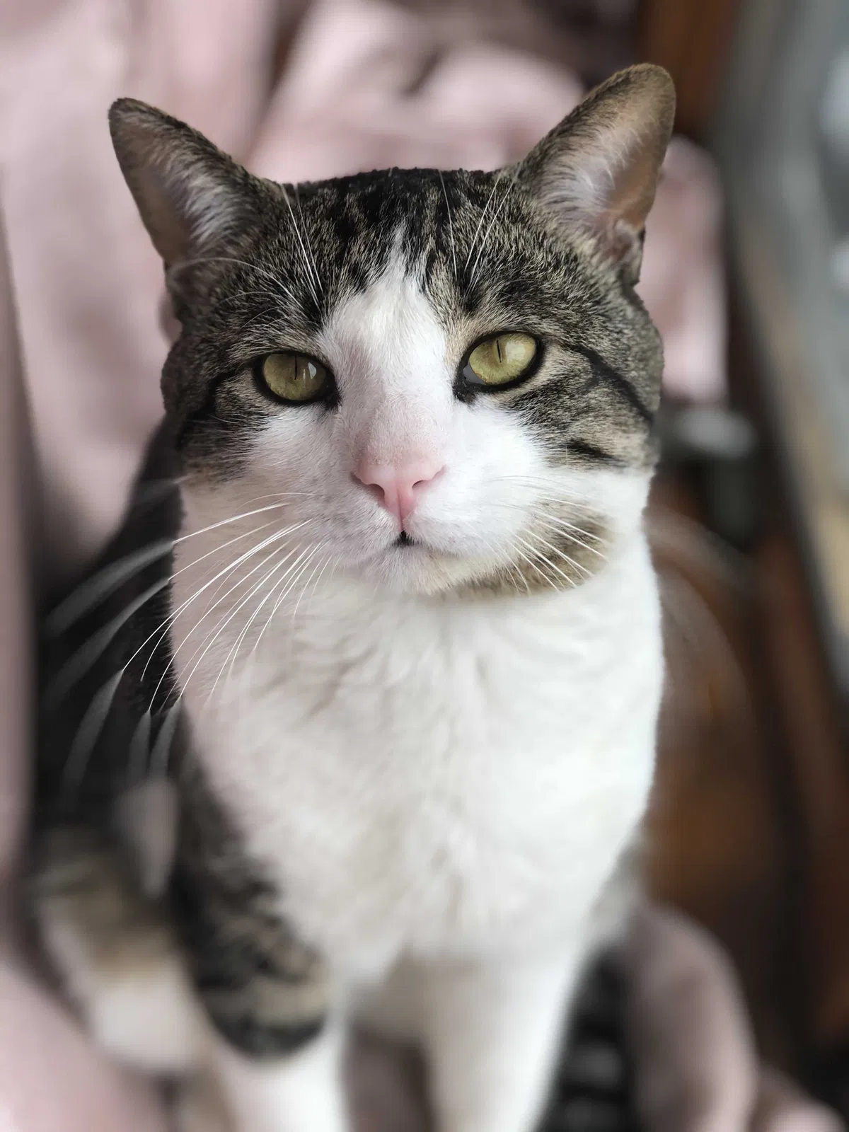 Lost cat in North Bergen, NJ, 7047