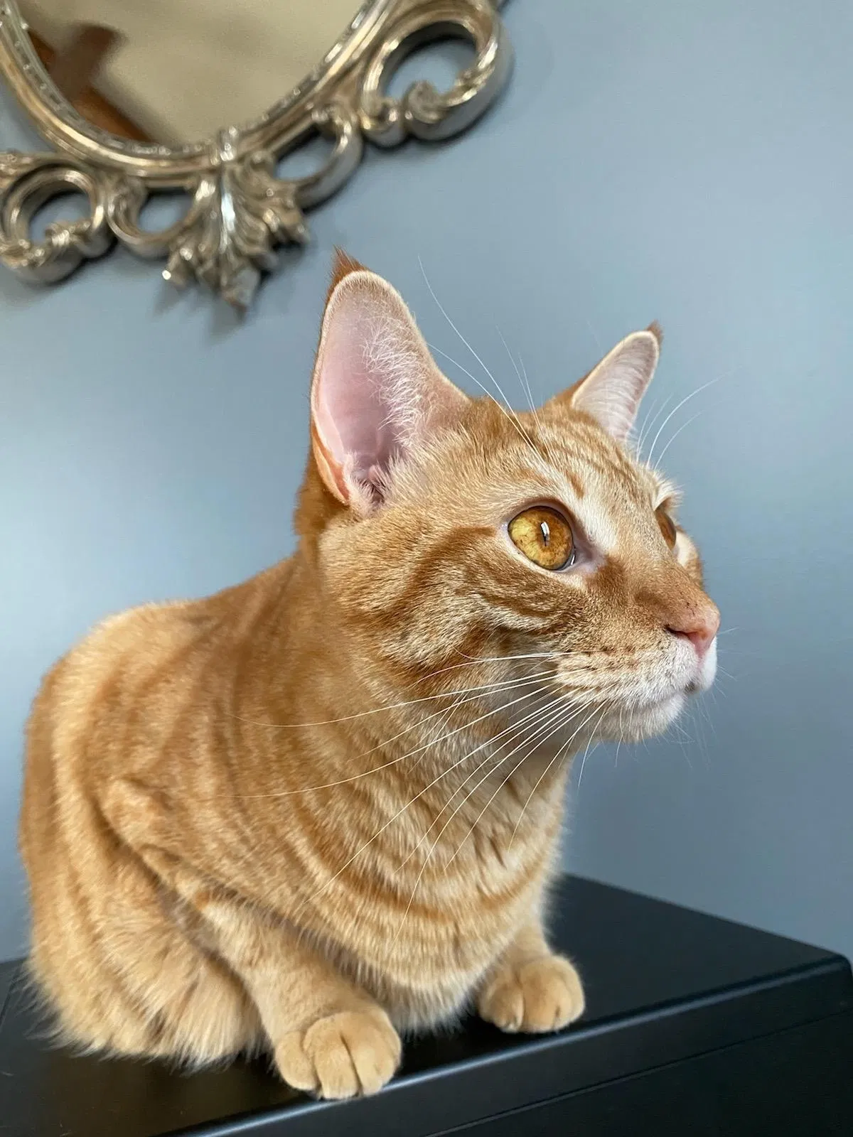 Lost cat in Pitman, NJ, 8071