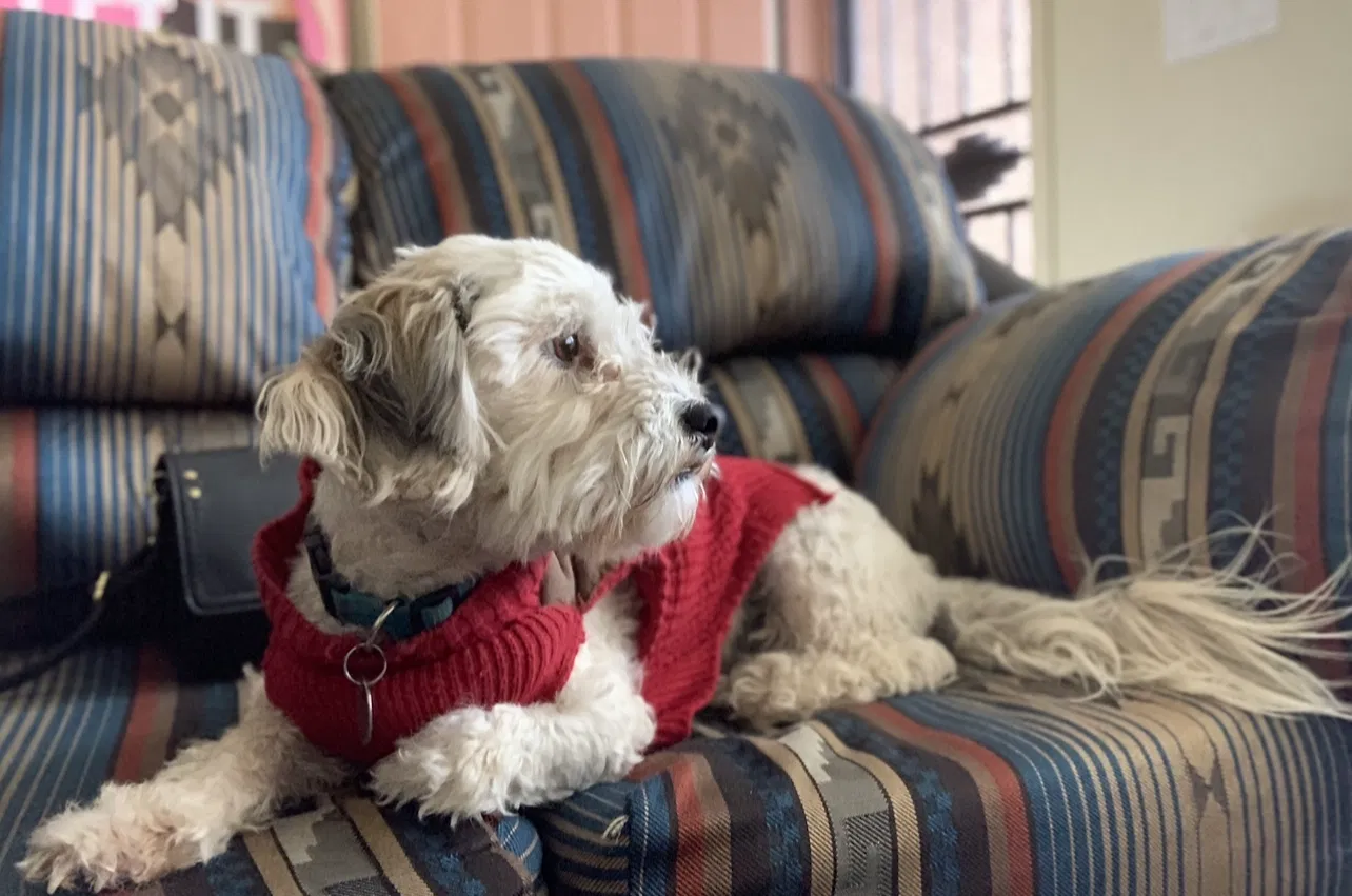 Lost dog in Scottsdale, AZ, 85256