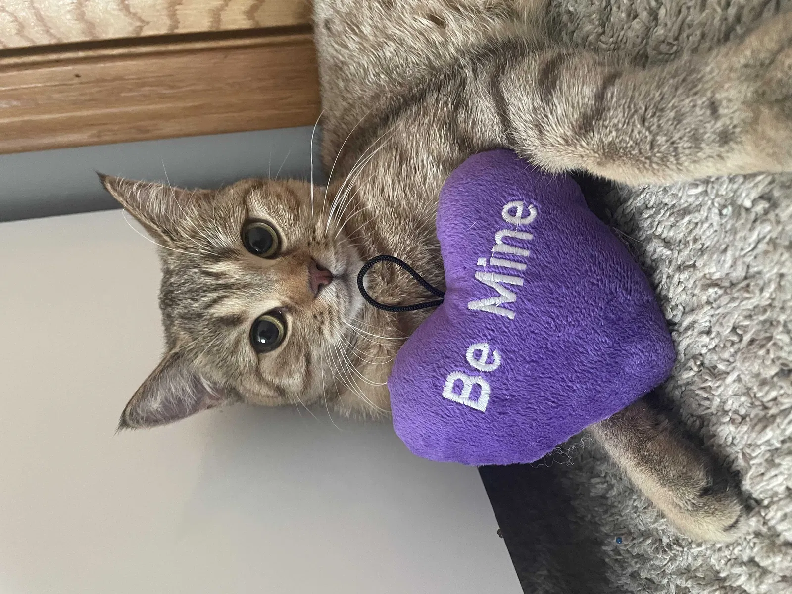 Lost cat in Tinley Park, IL, 60487