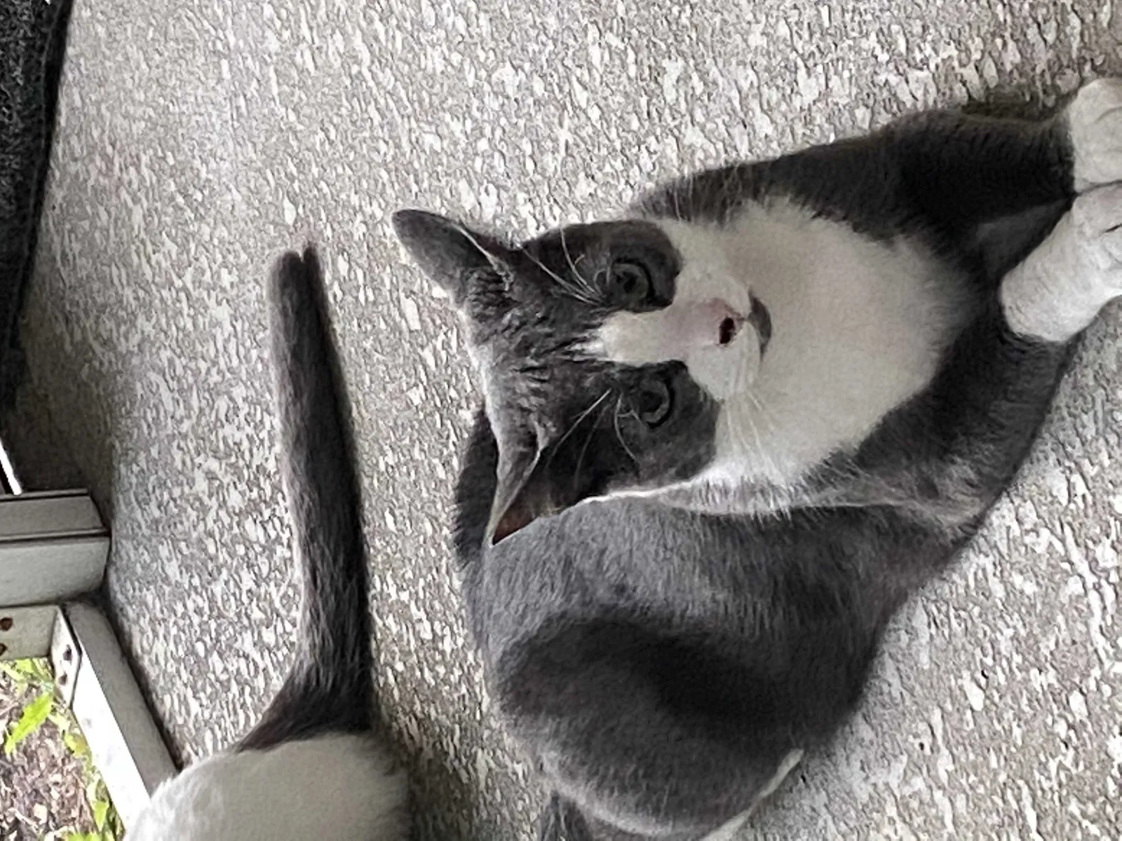 Lost cat in Jacksonville, FL, 32224