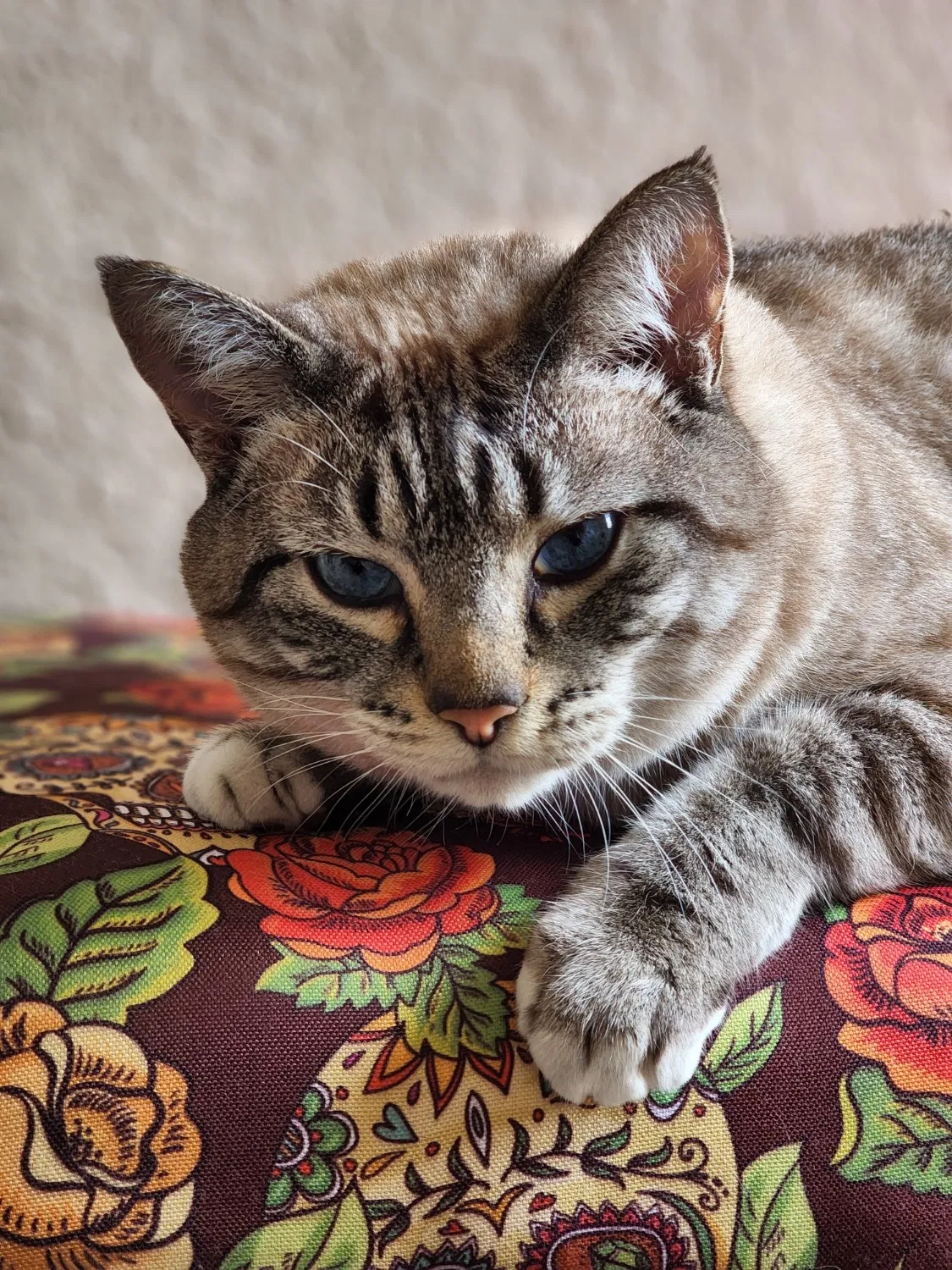 Lost cat in Unknown, FL, 335511