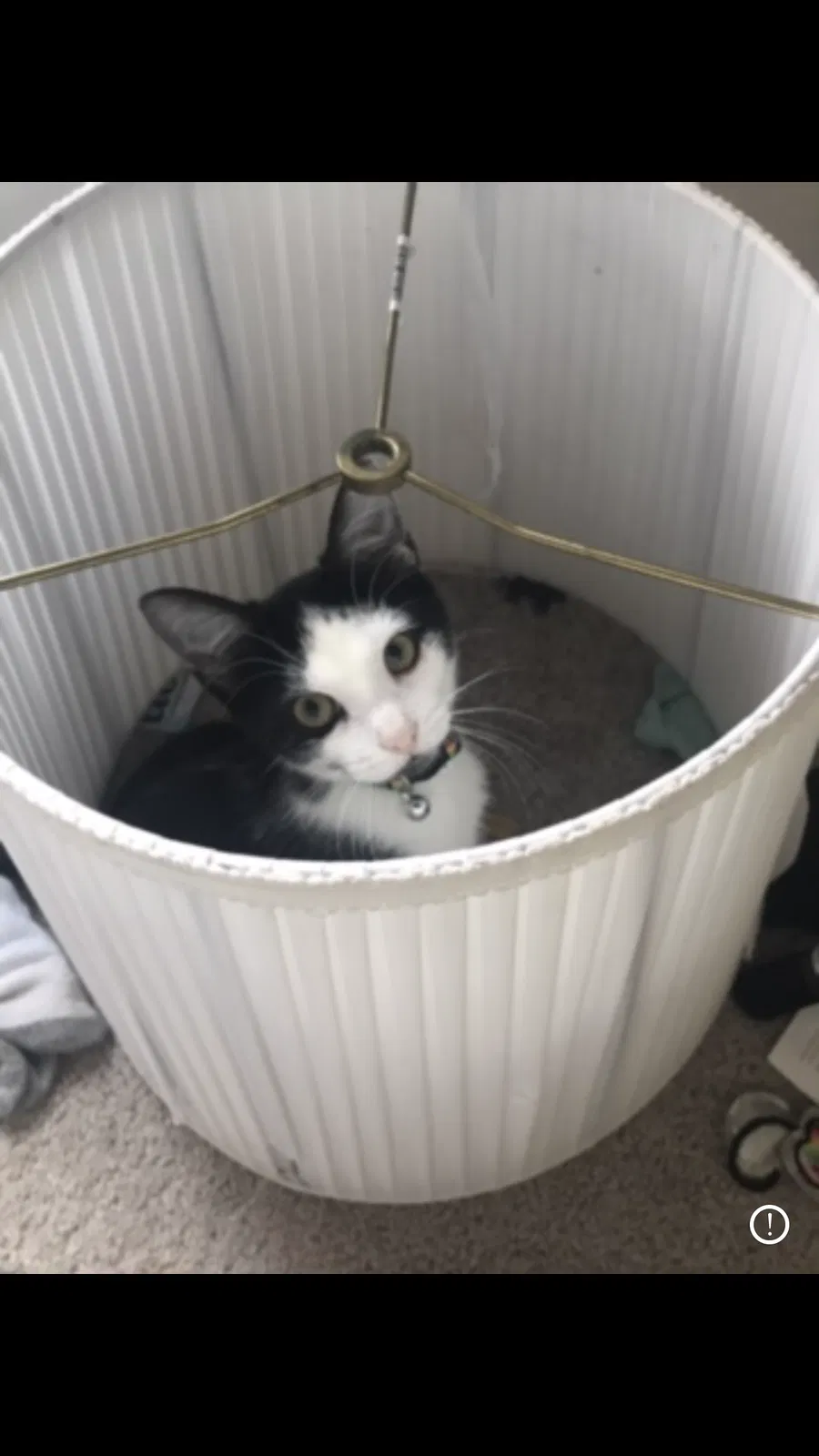 Lost cat in Tipton, IN, 46072