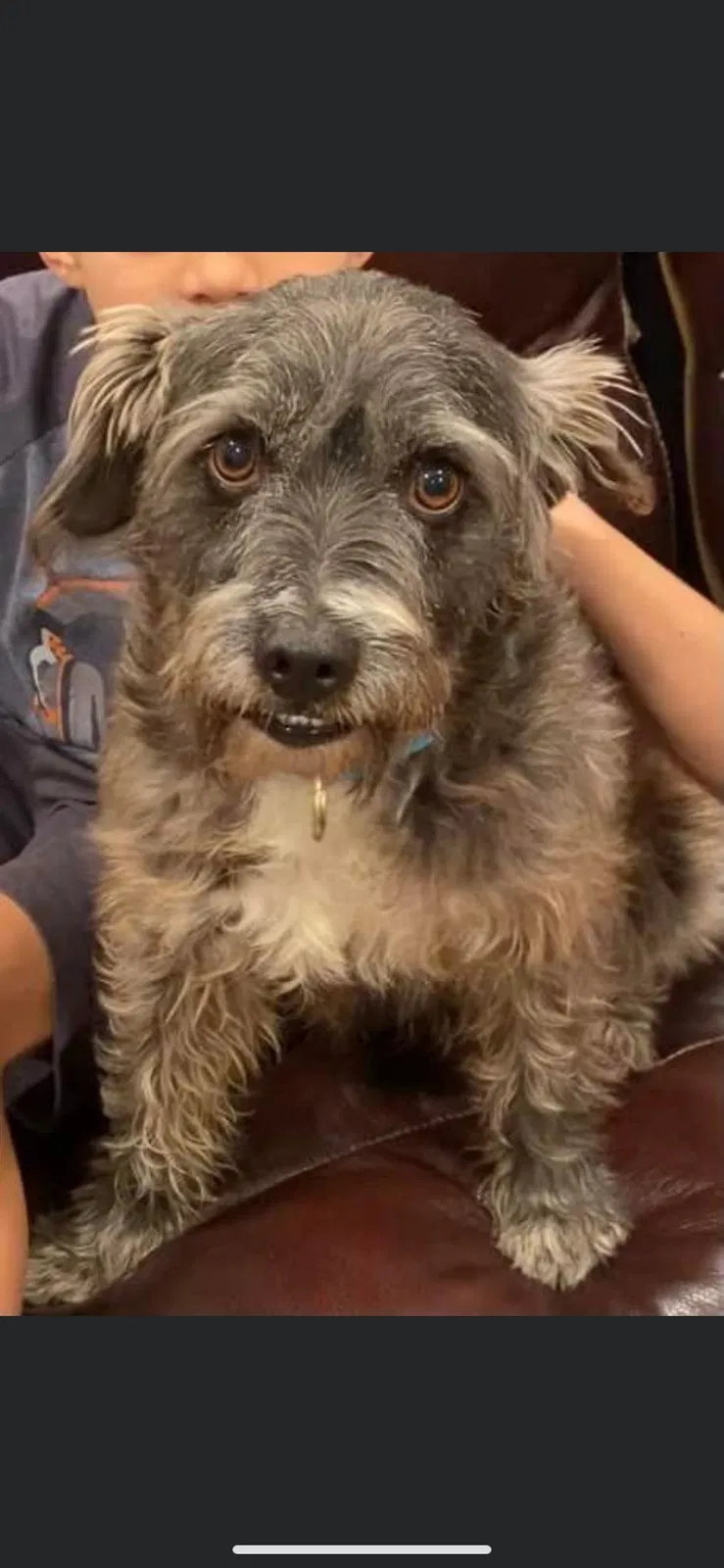 Lost dog in Chula Vista, CA, 91911