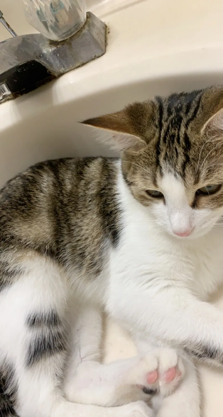 Lost cat in Fayetteville, AR, 72703
