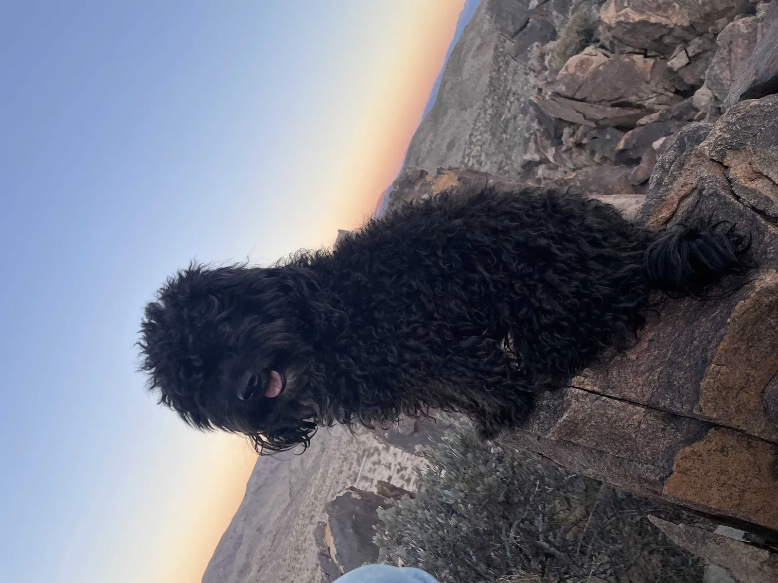 Lost dog in Norfolk, VA, 23518