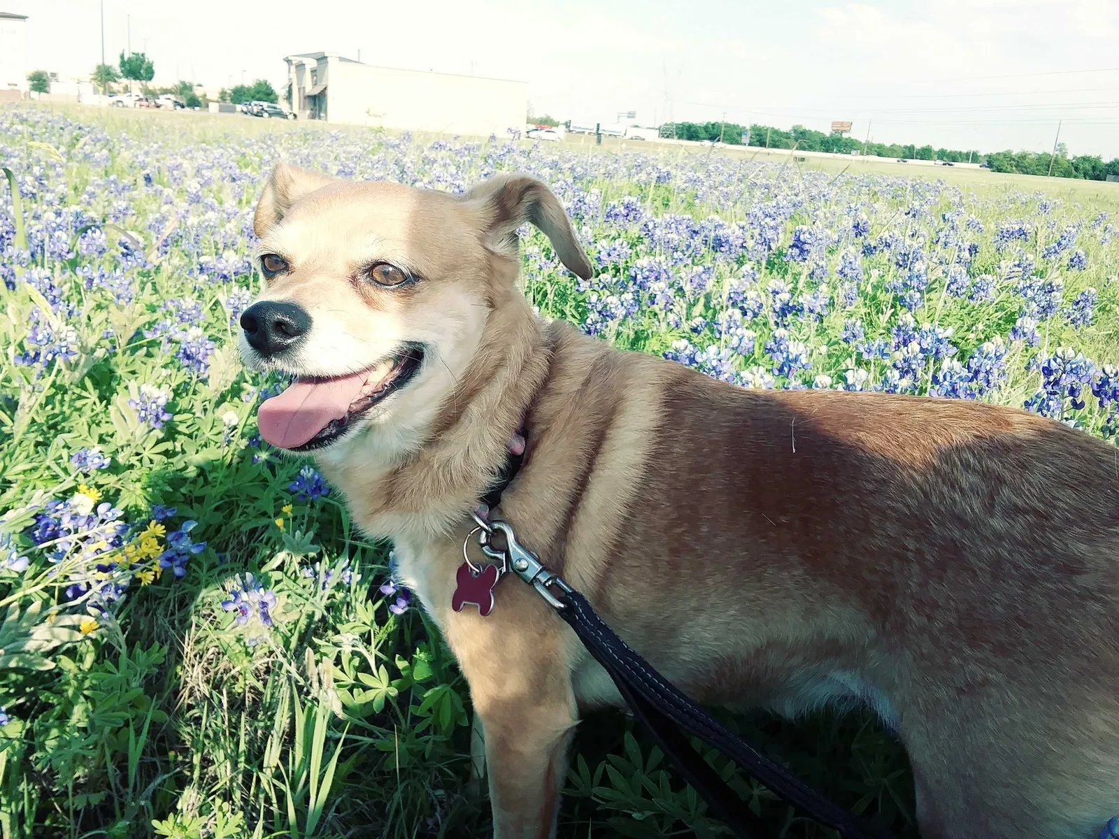 Lost dog in Waxahachie, TX, 75165