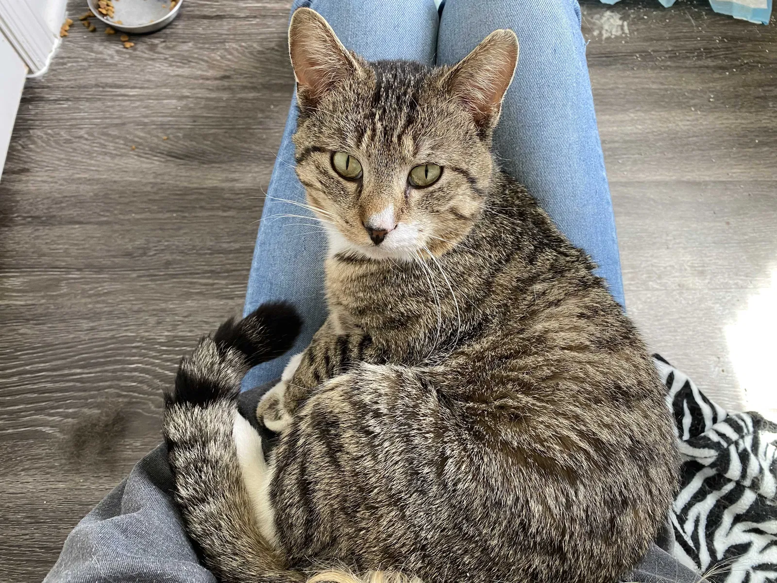 Lost cat in Charlotte, NC, 28273