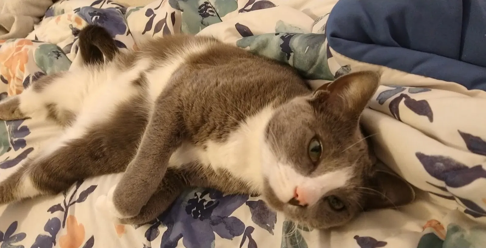 Lost cat in Norfolk, VA, 23504