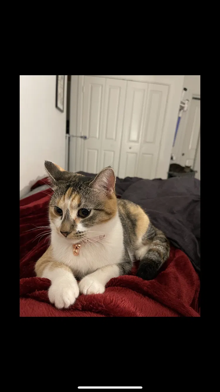 Lost cat in Pflugerville, TX, 78660