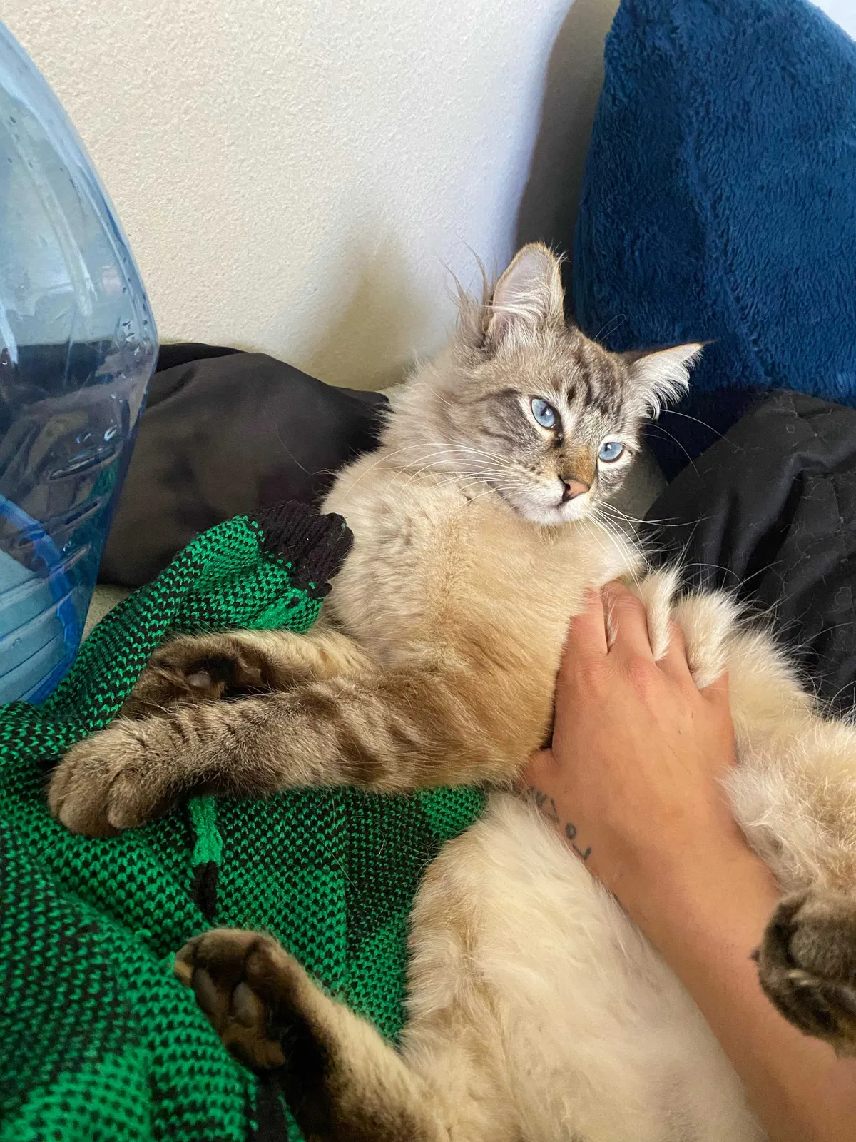 Lost cat in Stockton, CA, 95209