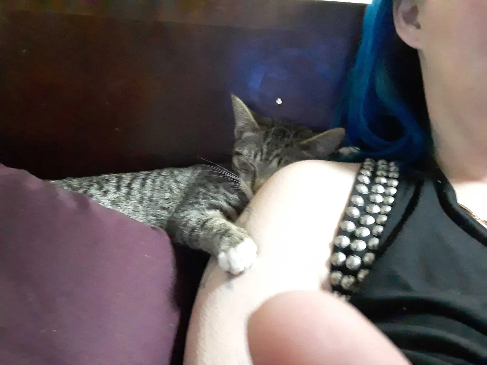 Lost cat in Bremerton, WA, 98310