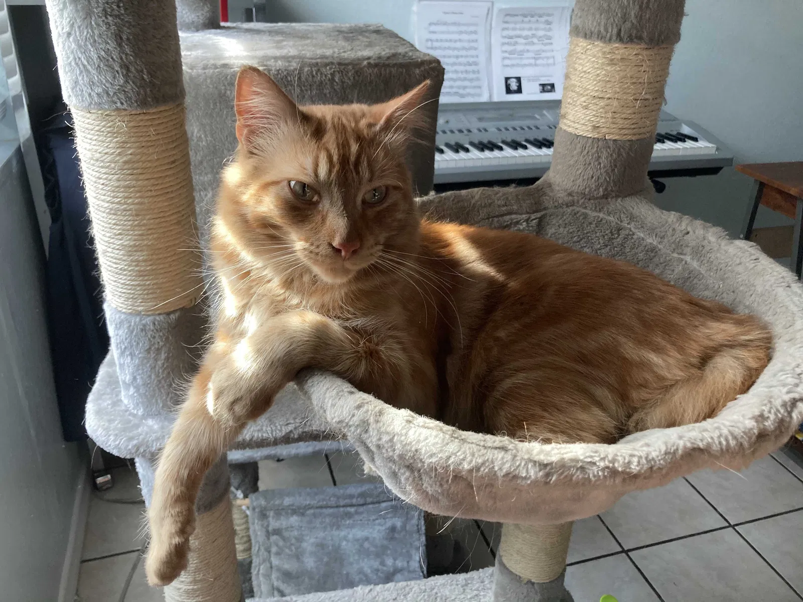 Lost cat in Pomona, CA, 91768