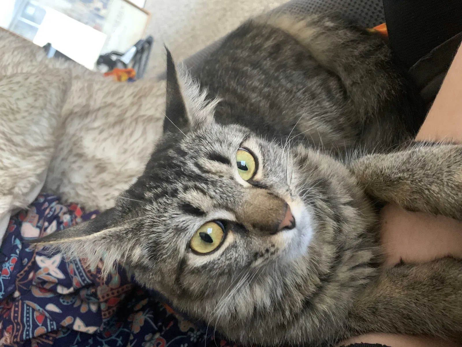 Lost cat in Winston Salem, NC, 27105