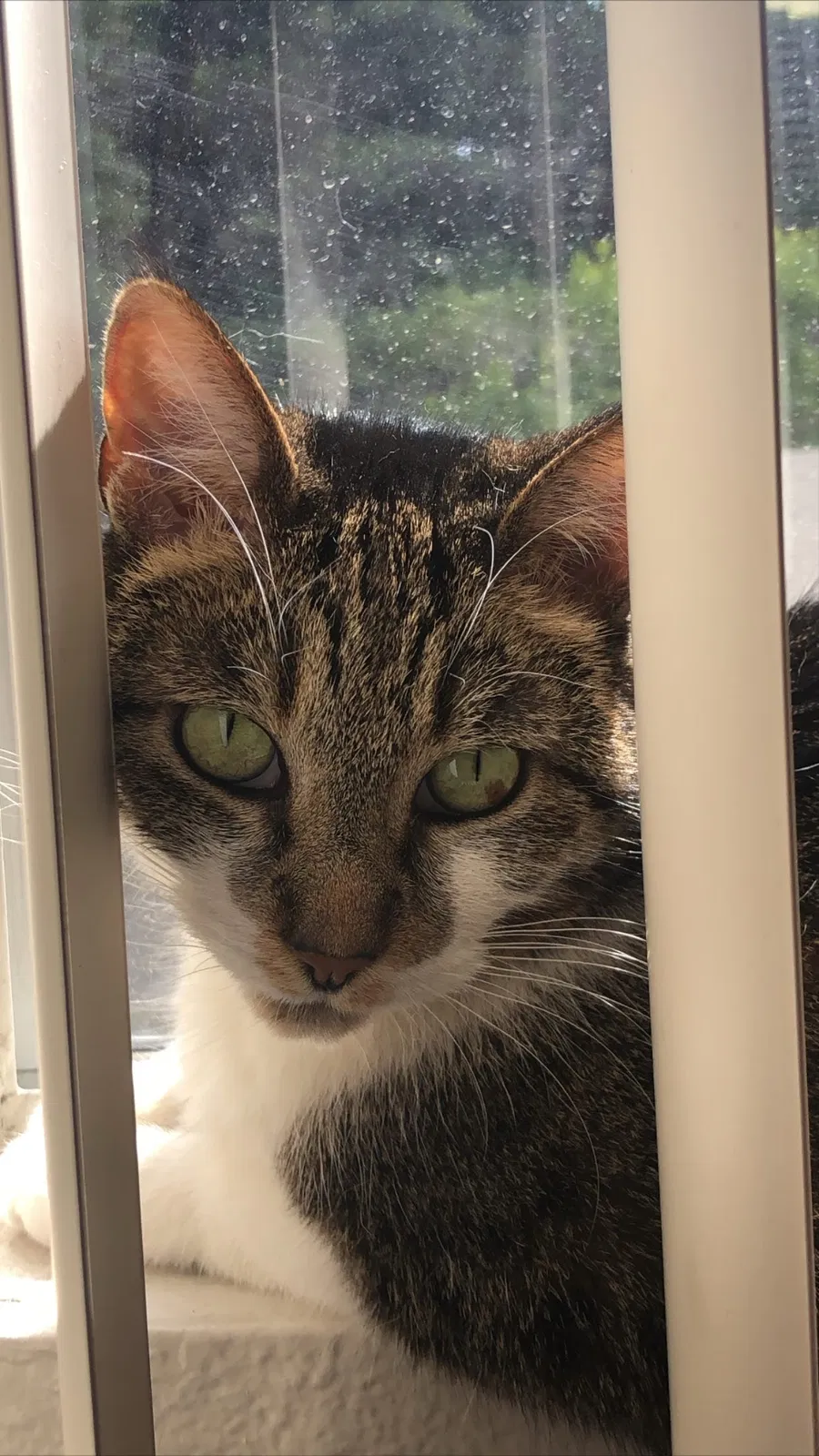 Lost cat in Long Beach, CA, 90806
