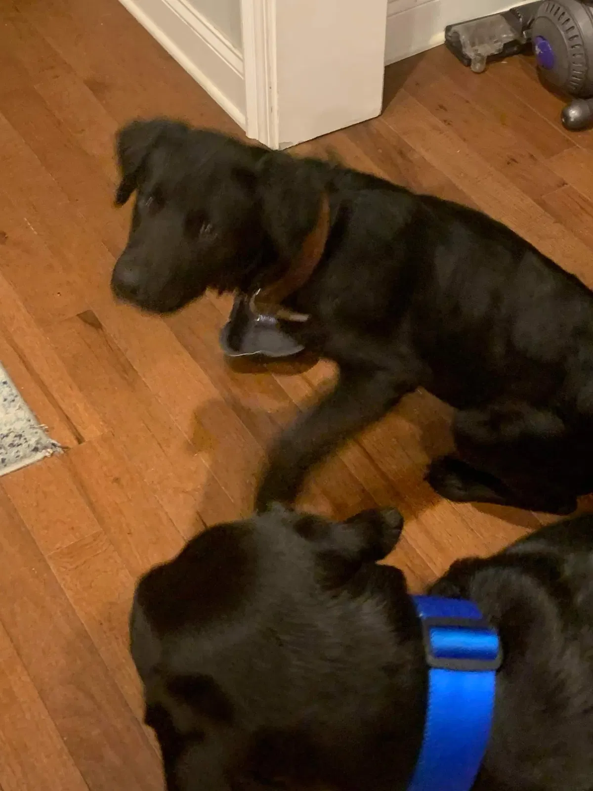 Lost dog in Swansea, SC, 29160