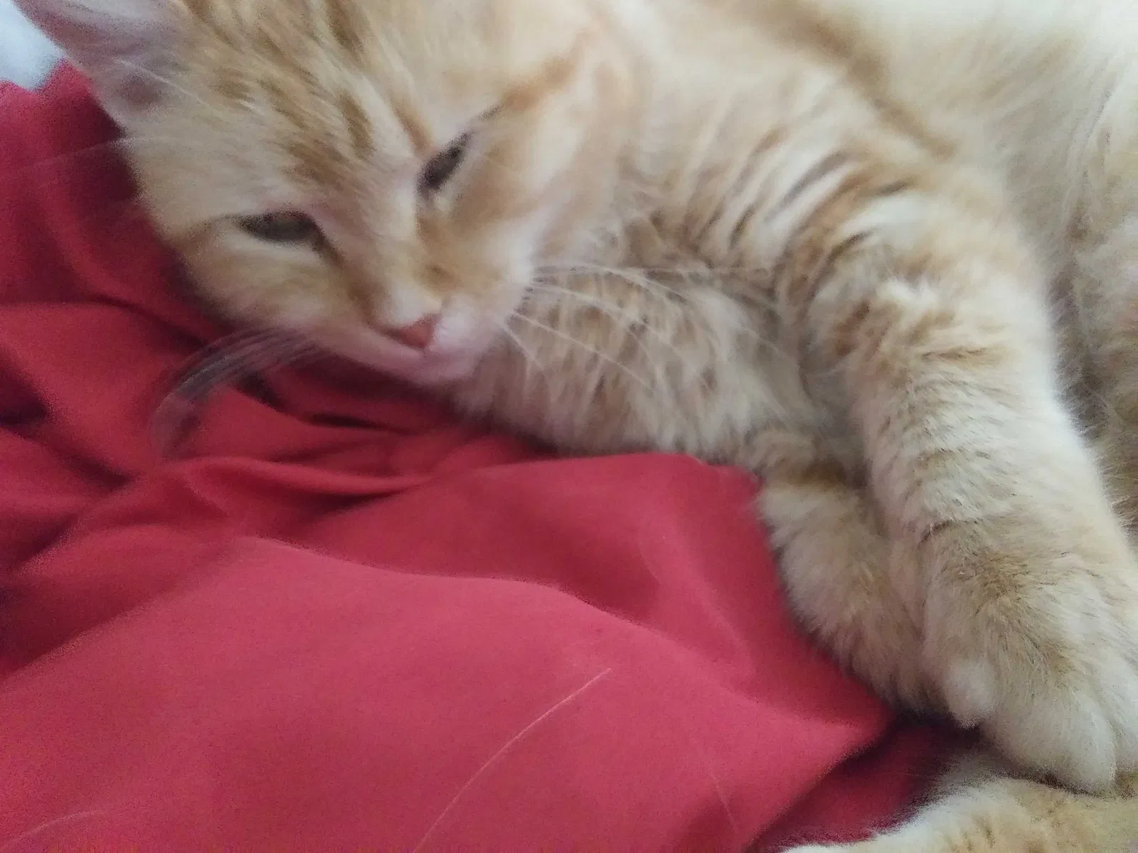 Lost cat in Lexington, NC, 27292