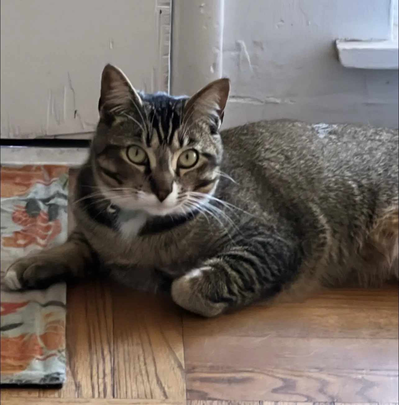Lost cat in Santa Barbara, CA, 93103