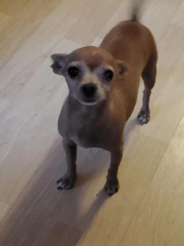 Lost dog in South Gate, CA, 90280