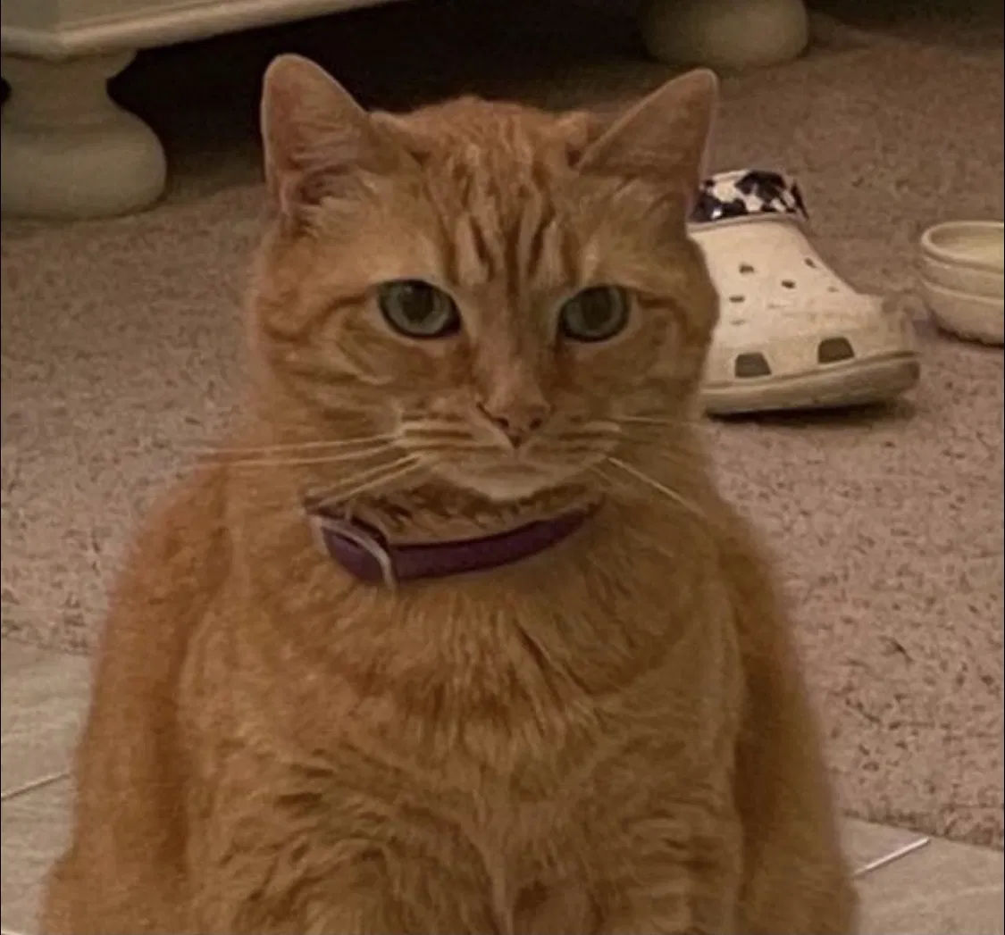 Lost cat in Winston Salem, NC, 27106