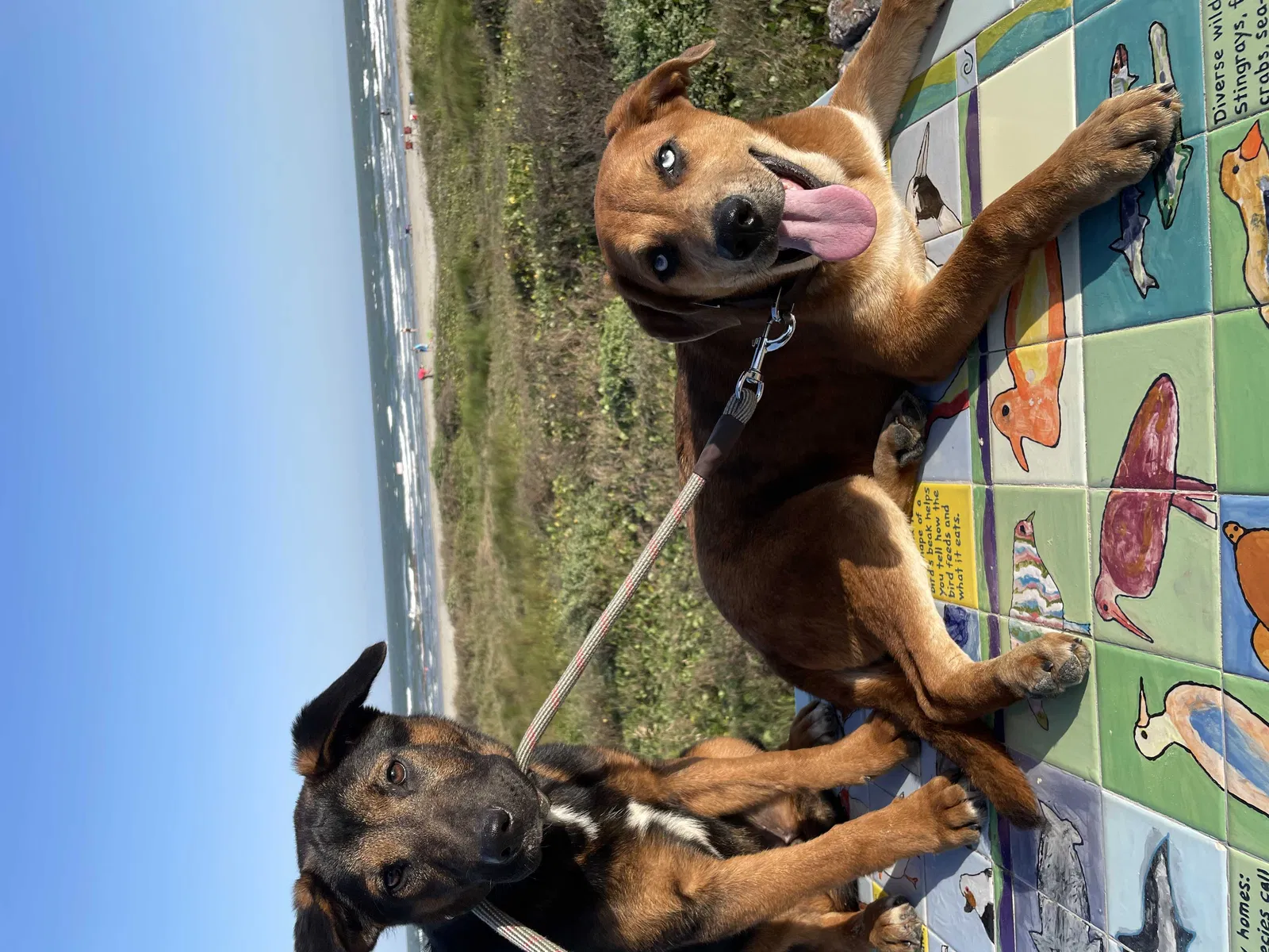 Lost dog in Houston, TX, 77035