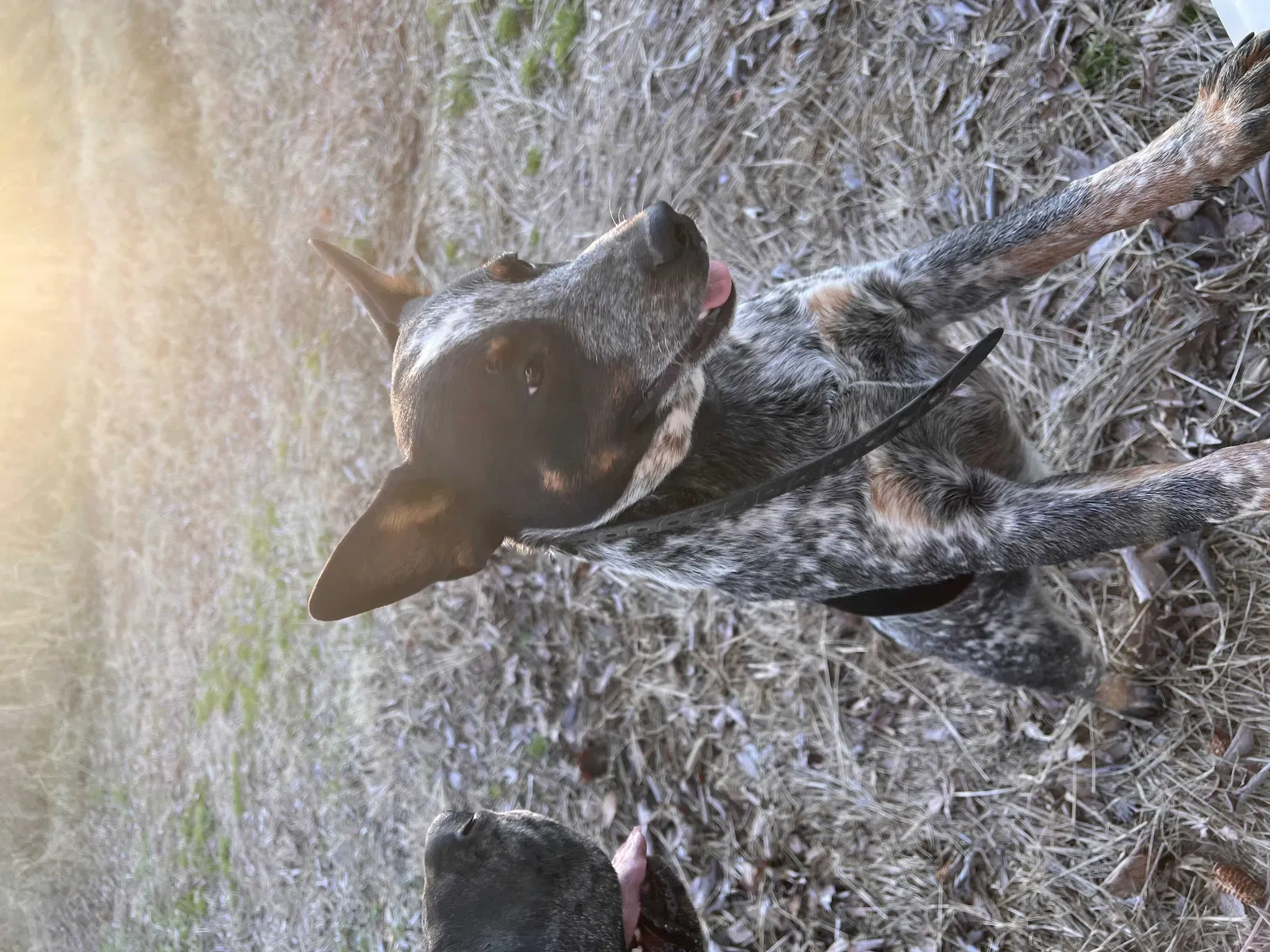Lost dog in Red Banks, MS, 38661
