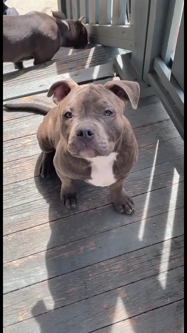 Lost dog in Milwaukee, WI, 53215
