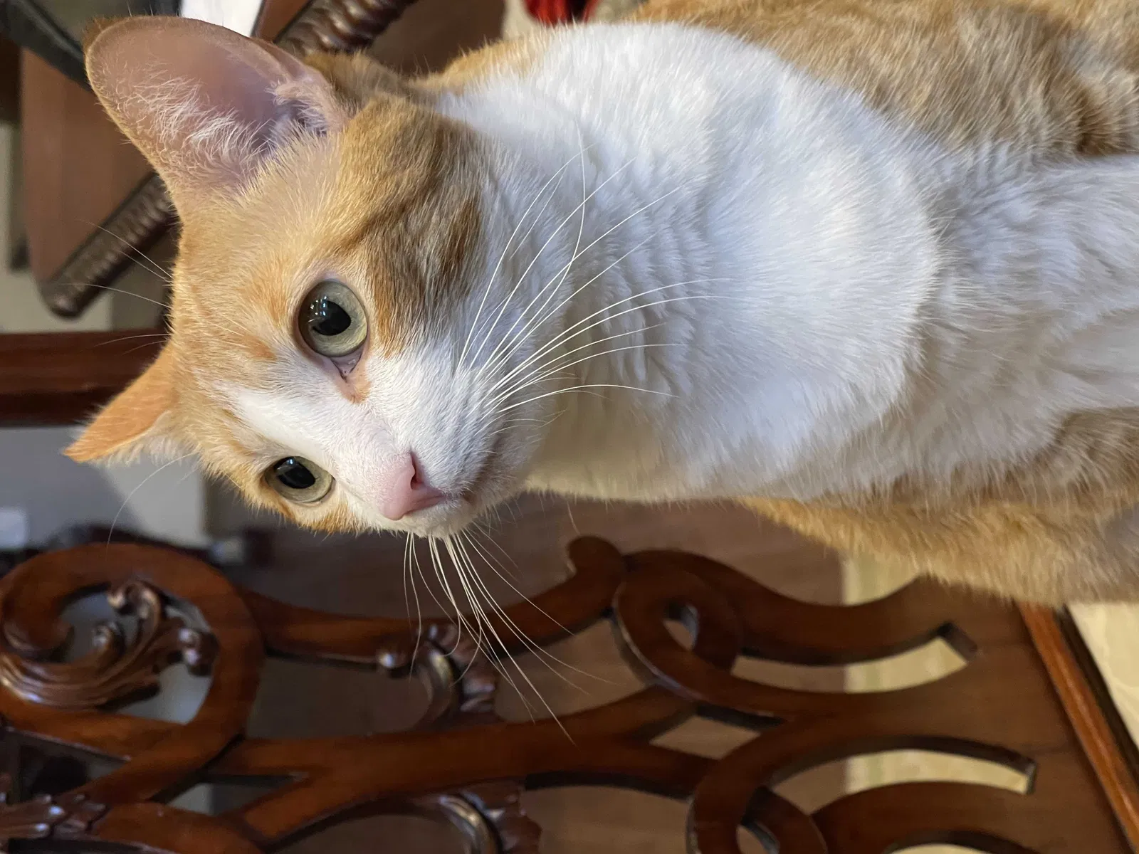 Lost cat in Edmonds, WA, 98026