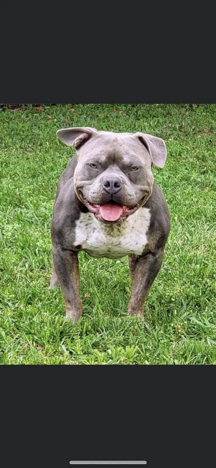 Lost dog in Deltona, FL, 32725