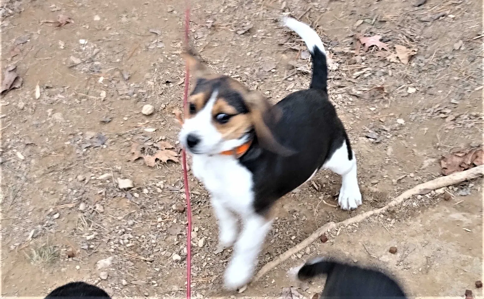 Lost dog in Palmyra, VA, 22963