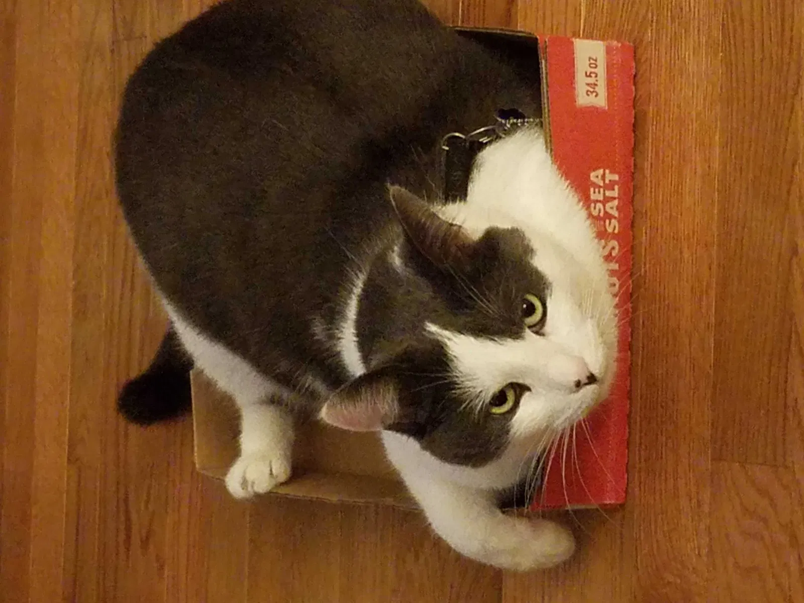 Lost cat in Fuquay Varina, NC, 27526