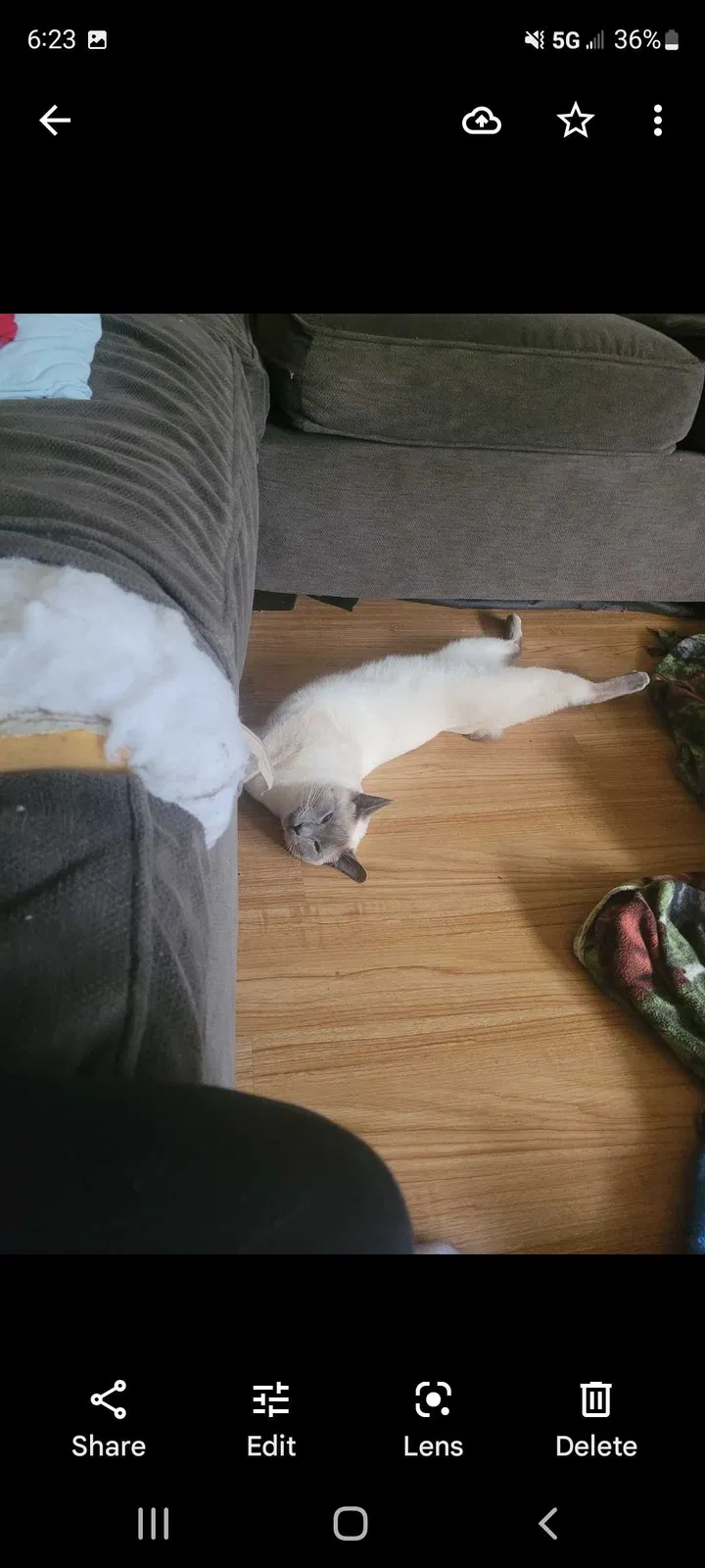 Lost cat in Vancouver, WA, 98682
