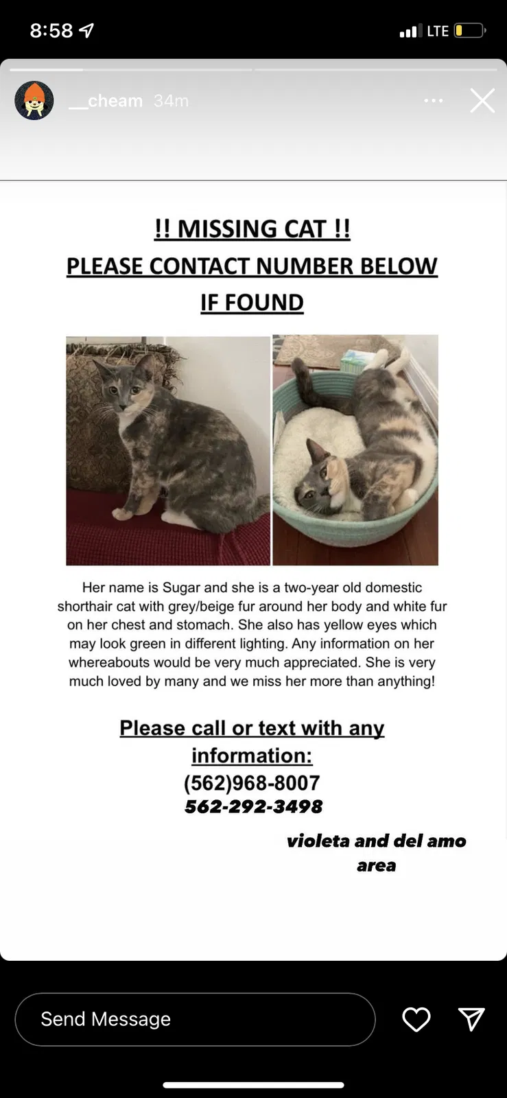 Lost cat in Lakewood, CA, 90715