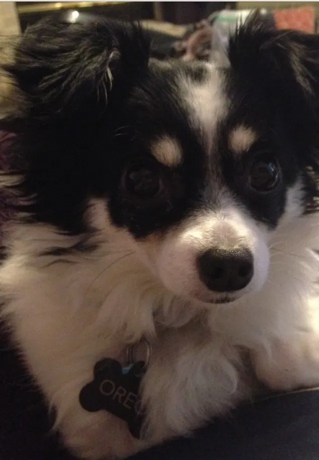 Lost dog in Euless, TX, 76040
