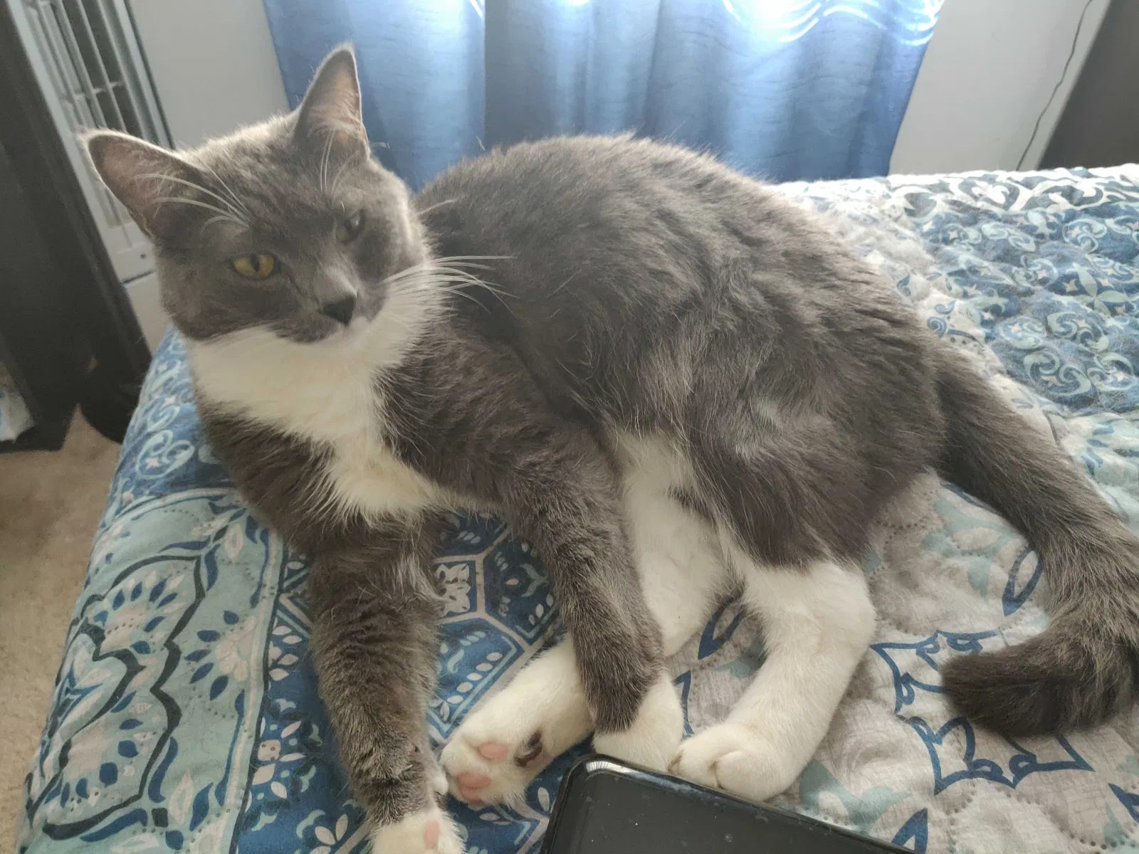 Lost cat in Nixa, MO, 65714