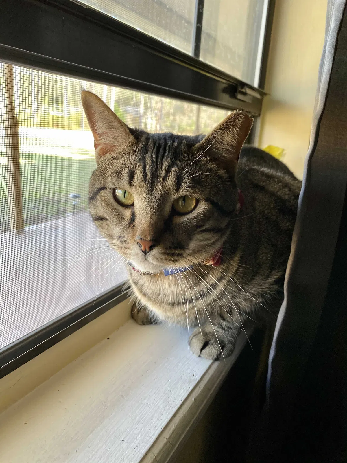 Lost cat in Savannah, GA, 31407