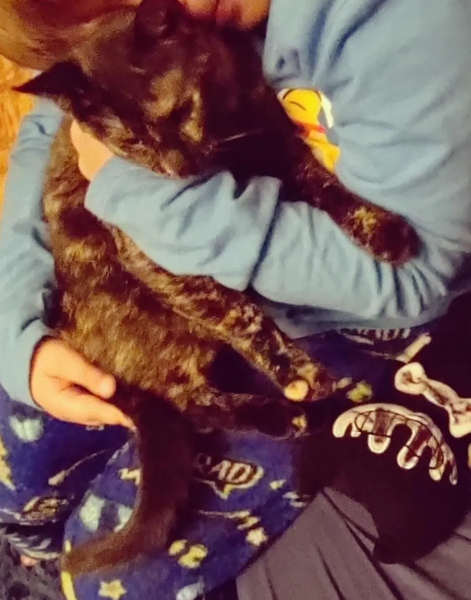 Lost cat in Oxnard, CA, 93036