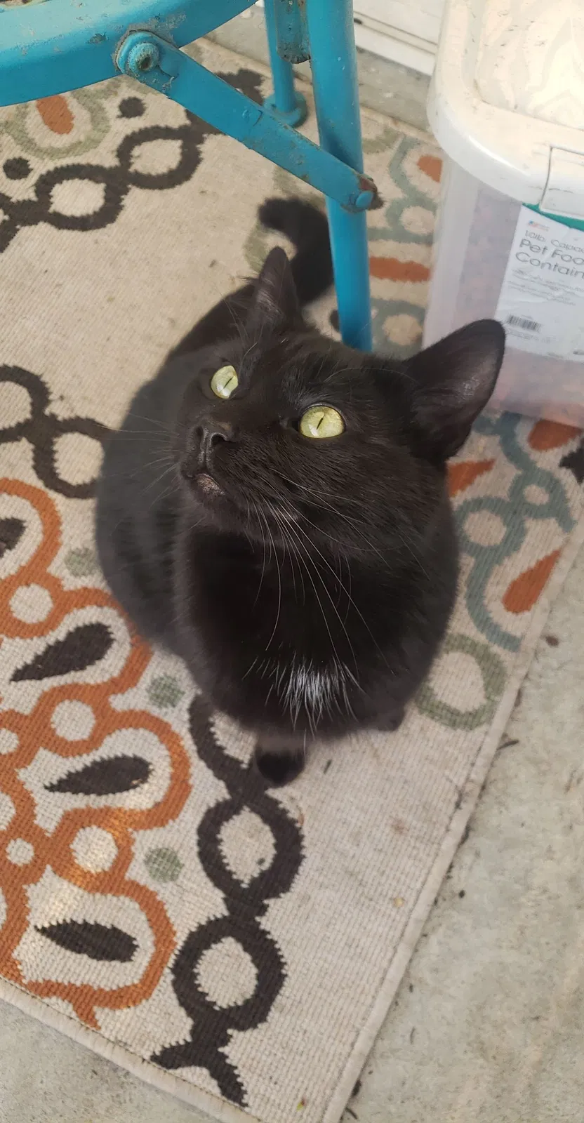 Lost cat in Tipp City, OH, 45371