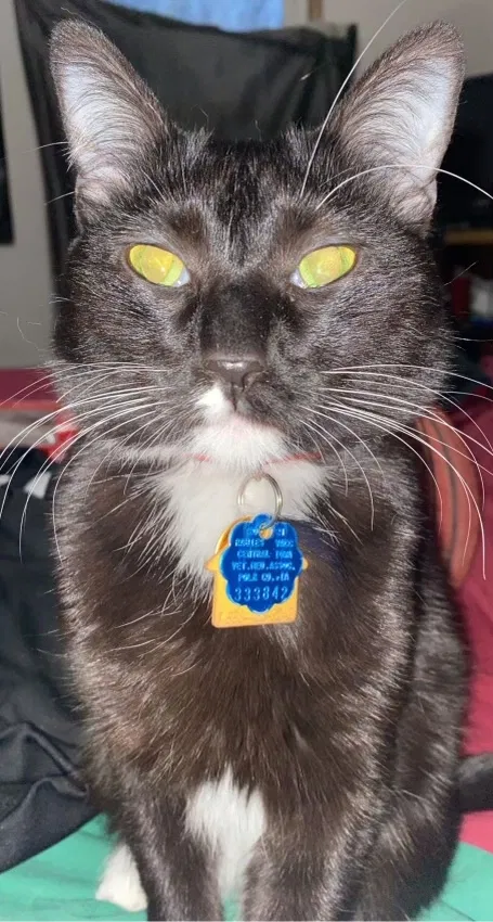Lost cat in Grimes, IA, 50111
