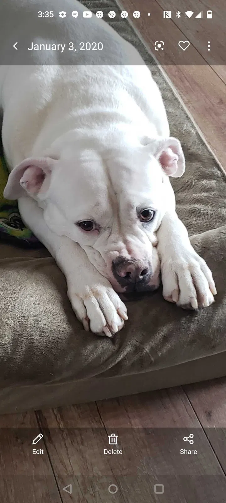 Lost dog in Louisville, KY, 40218