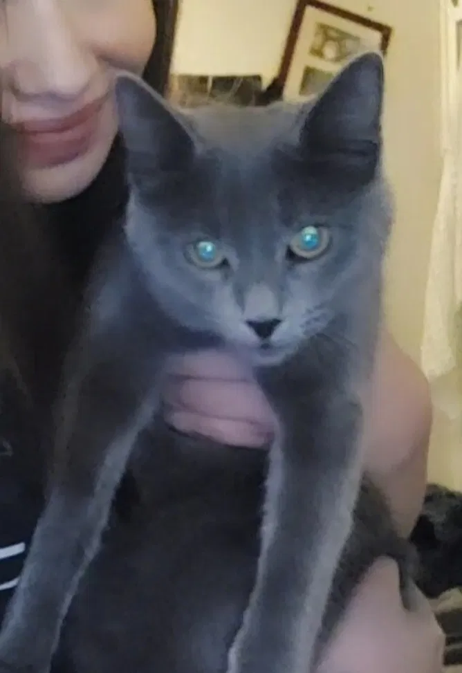 Lost cat in Hemet, CA, 92543