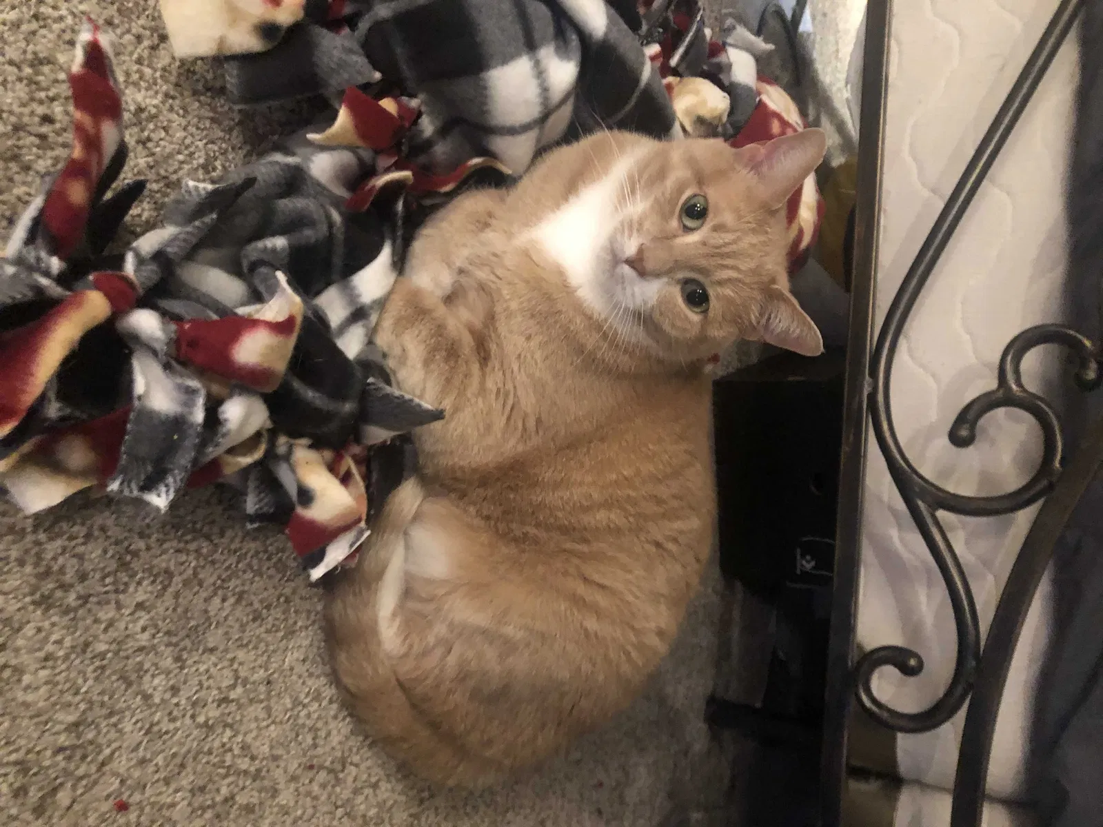 Lost cat in Hugo, MN, 55038